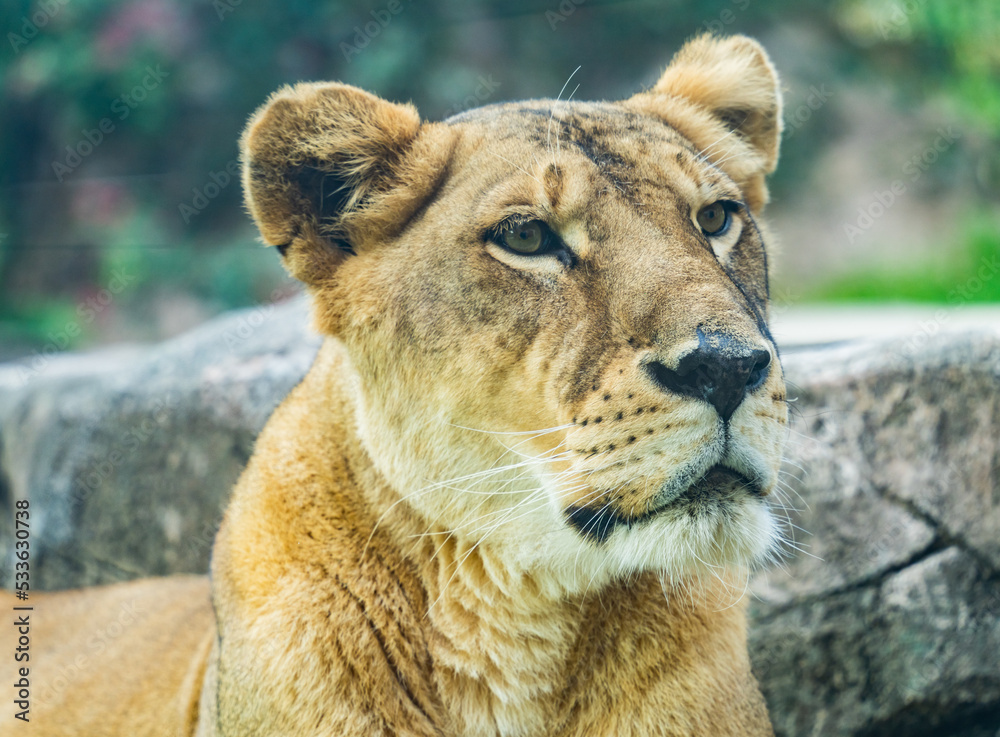 Obraz premium a female lion makes solemn face.