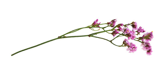 Twig of pink limonium flowers isolated