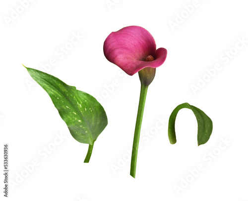 Set of pink flower and gree...