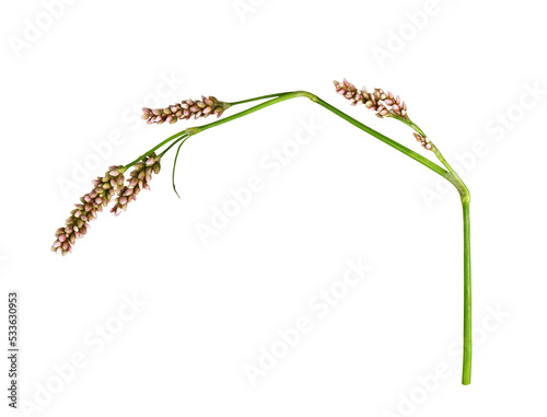 Twig of Persicaria flowers ...