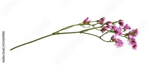 Twig of pink limonium flowers isolated