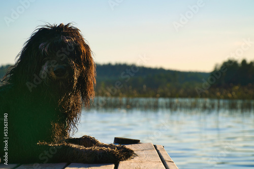 Goldendoodle dog lying on a jetty and looking at a lake in Sweden. Animal photo photo