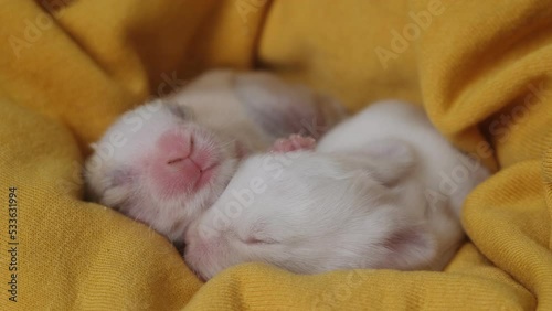 cute little sleeping rabbits in a blanket