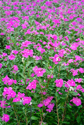 Rosy Periwinkle flowers in a garden closeup