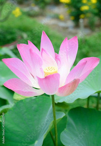 Lotus against water growing in Vietnam