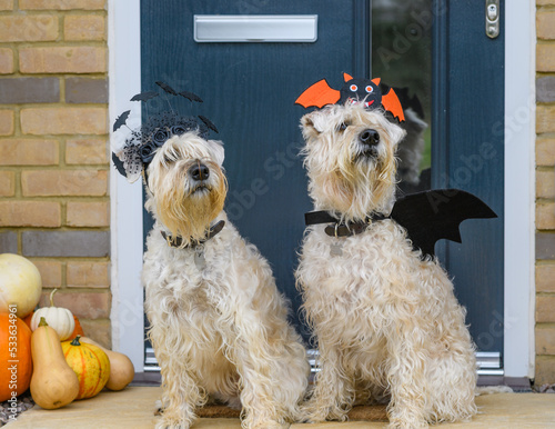 two dogs dressed for halloween