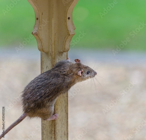 a cheeky brown rat on a bird table