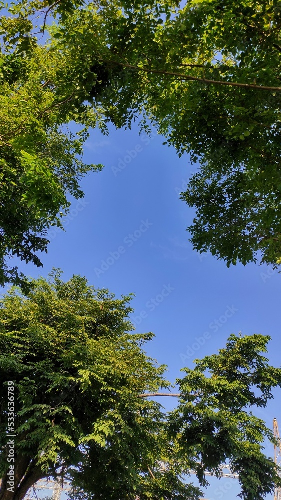 Natural background of the tree, sky, and sun in garden during sunny day