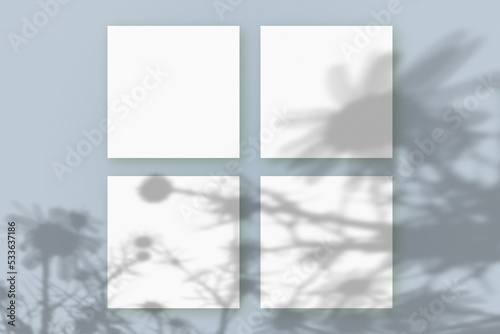 Natural light casts shadows from the plant on 4 square sheets of white textured paper lying on a blue textured background. Mockup. Natural light casts shadows from a branch of flowers Cosmea