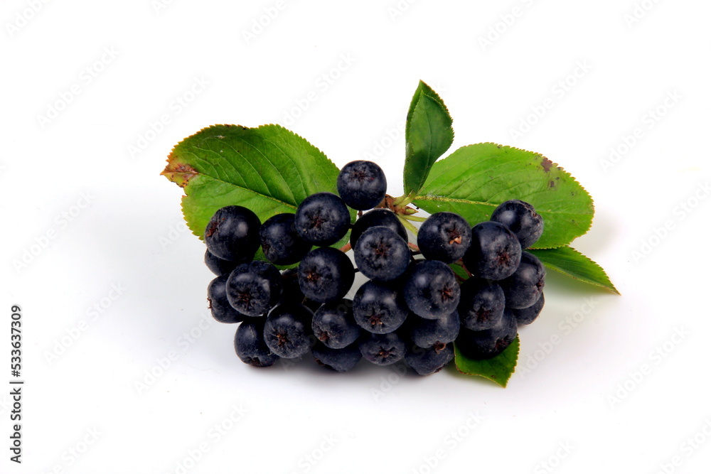 Bunches of black chokeberry berries with leaves on a white background. Chokeberry, aronia melanocarpa Bunches of black chokeberry berries with leaves on a white background. Chokeberry, aronia melanocarpa