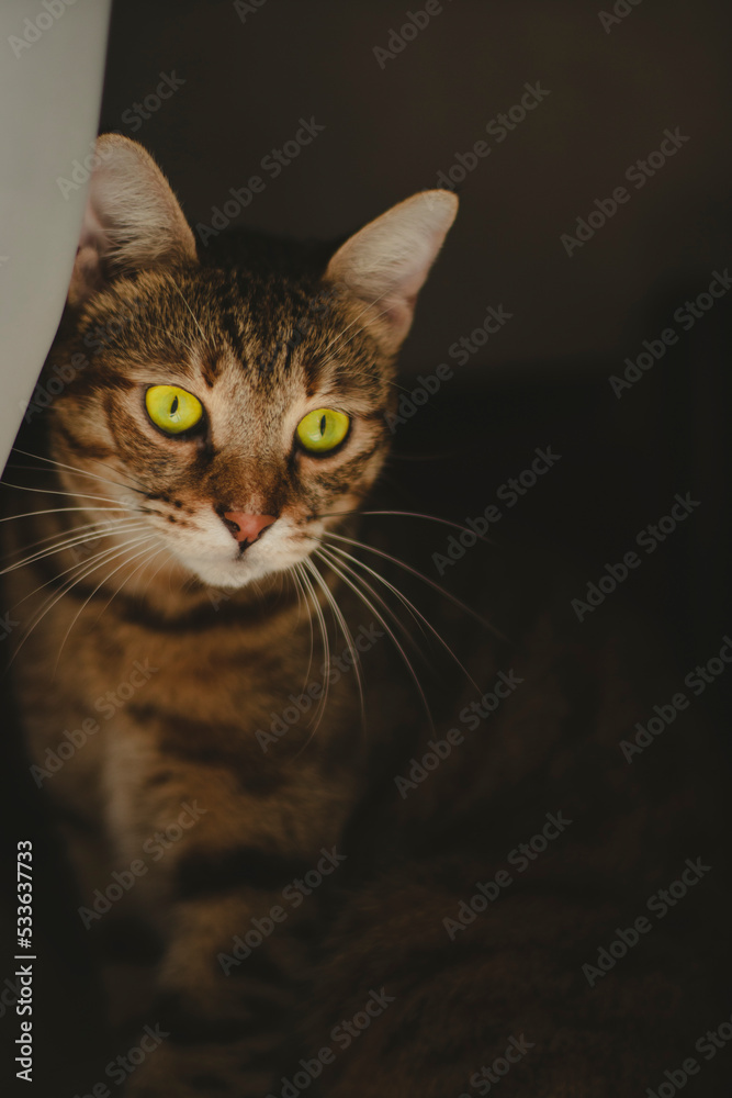 cat on a dark background. looking down