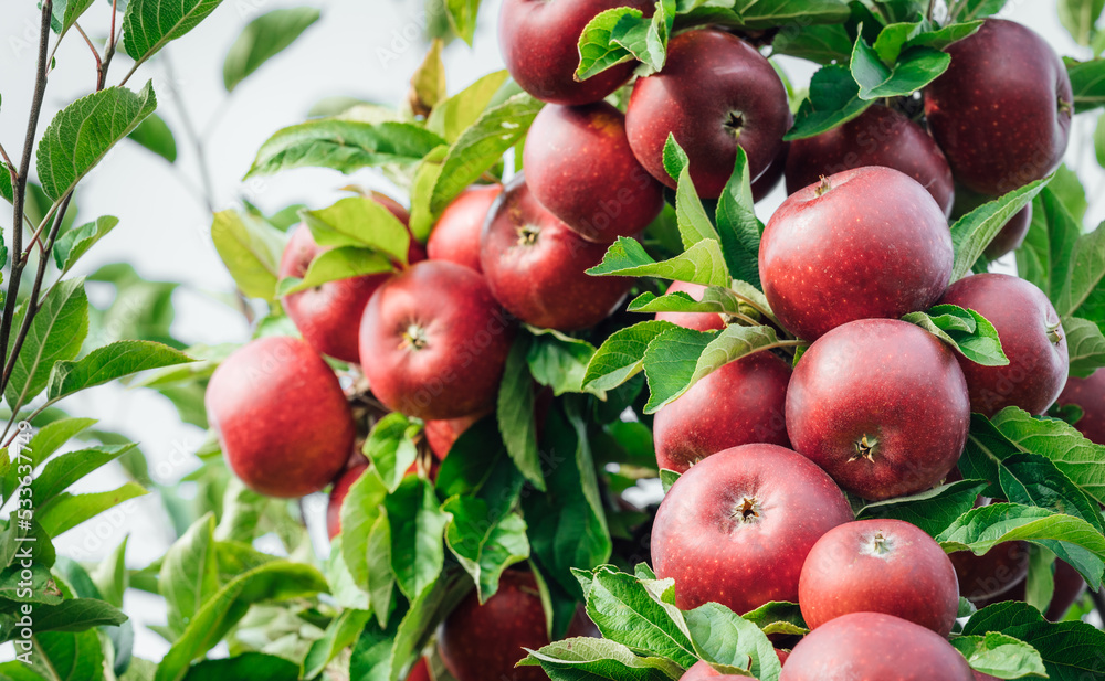 Red apples on tree ready to be harvested. Ripe red apple fruits in summer garden. Selective focus. Red apples on tree ready to be harvested. Ripe red apple fruits in summer garden. Selective focus.