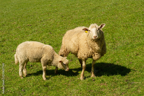 Cordero con oveja en el prado verde
