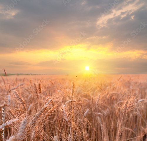 Beautiful sunset over a golden wheat field. Magnificent sky and ripe wheat ears on dusk scenery.