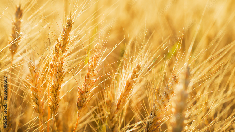spikelets in the wheat field 3 spikelets in the wheat field 3