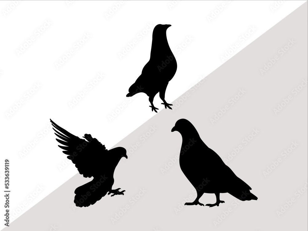 Fototapeta premium Pigeon SVG Cut Files | Pigeon Silhouette | Pigeon Svg | Pet Bird Svg | Dove Svg | Bird Svg | Pigeon Bundle 