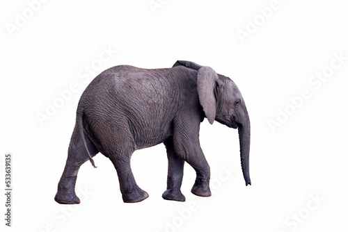 Baby African elephant, loxodonta africana. Cutout and isolated on white background. Side view of an elephant walking. Suitable for composites