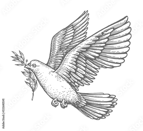 Dove with olive leaf sketch. Care and Peace Biblical symbol. Christian bird in flight vintage vector illustration