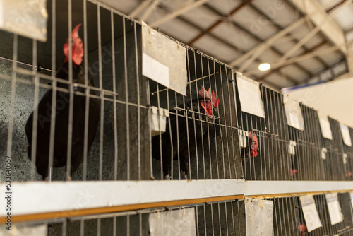 A shallow depth of field selective focus photo of a rooster looking out of its cage at a poultry show