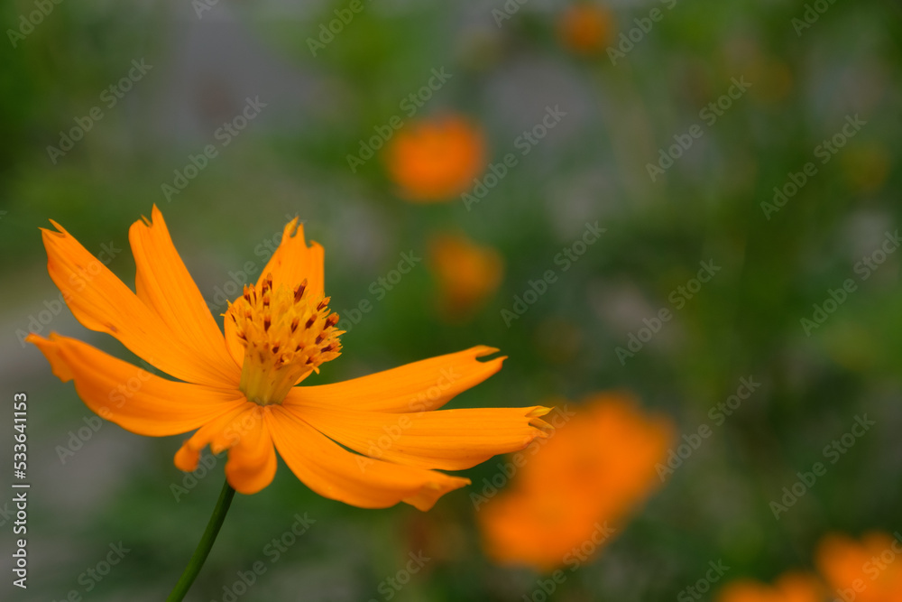 キバナコスモス