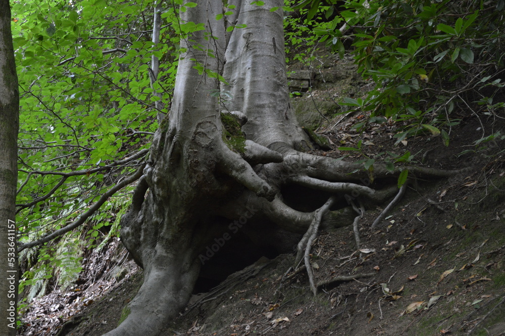 Gnarly Tree Trunk on a Hill in the Woods