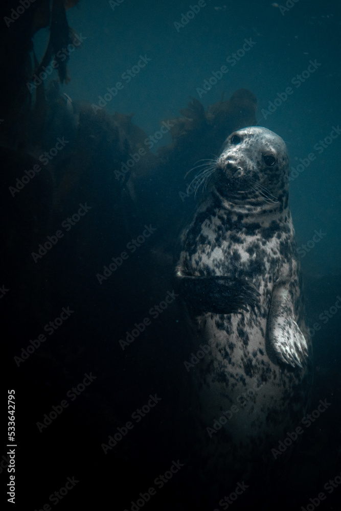 Seals swimming around underwater Seals swimming around underwater