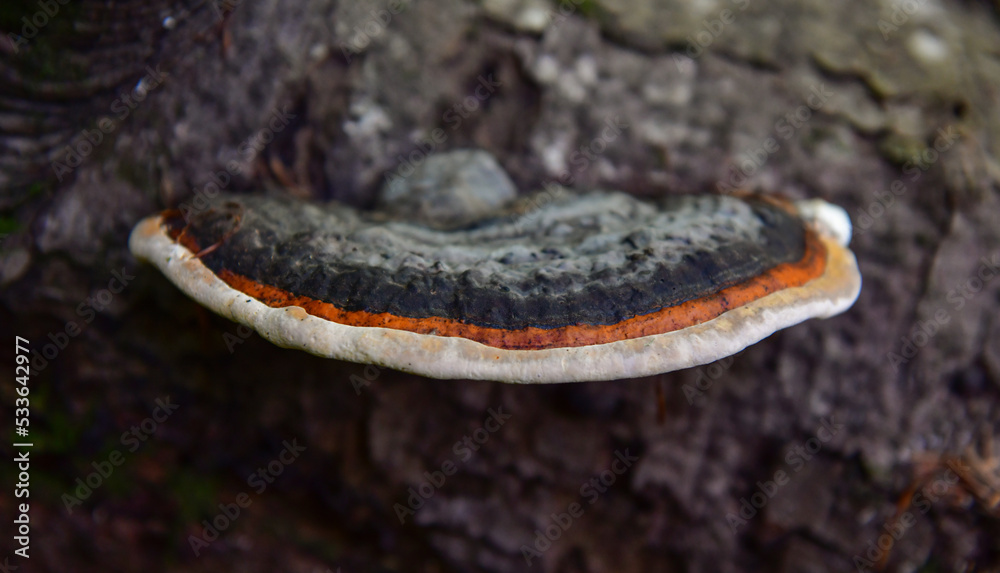 Fototapeta premium Spruce Mushroom