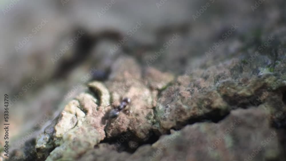 Close up macro view of black ants hill working on tree. animal insect slowmotion Close up macro view of black ants hill working on tree. animal insect slowmotion