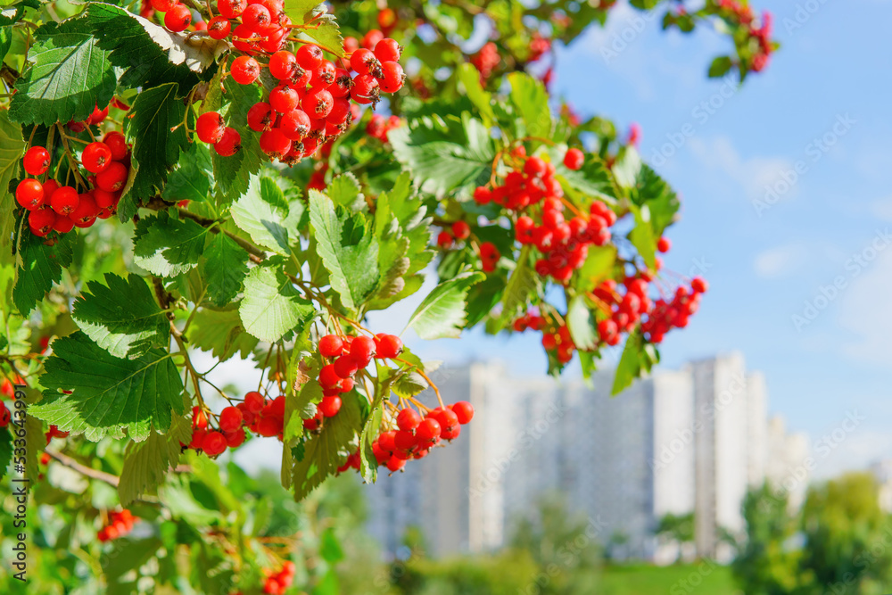 Rowan berries bush and cityscape