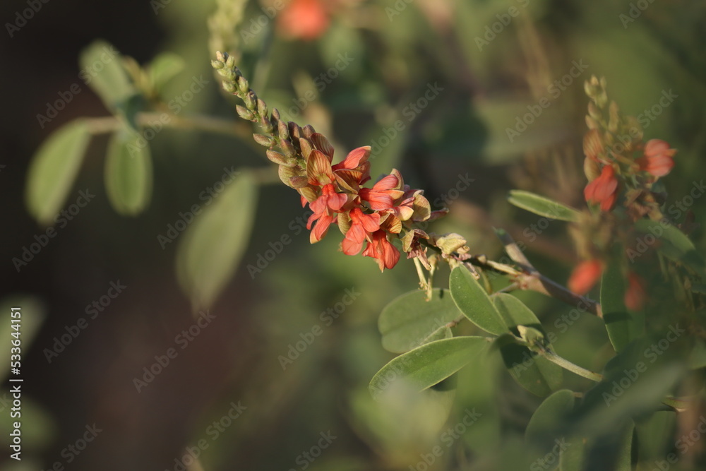 Closeup of Indigofera oblongifolia. Jhil herb. Herbal plant. Beautiful pink blooming flower in the garden, in nature. Blur background. Flower abstract texture background wallpaper. Flower isolated.
