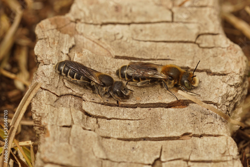 Closeup on a male and female Viper's Bugloss mason bee, Hoplitis adunca, sunbathing