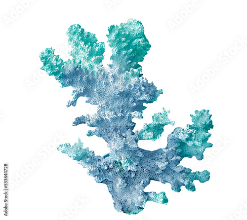 coral isolated on white background