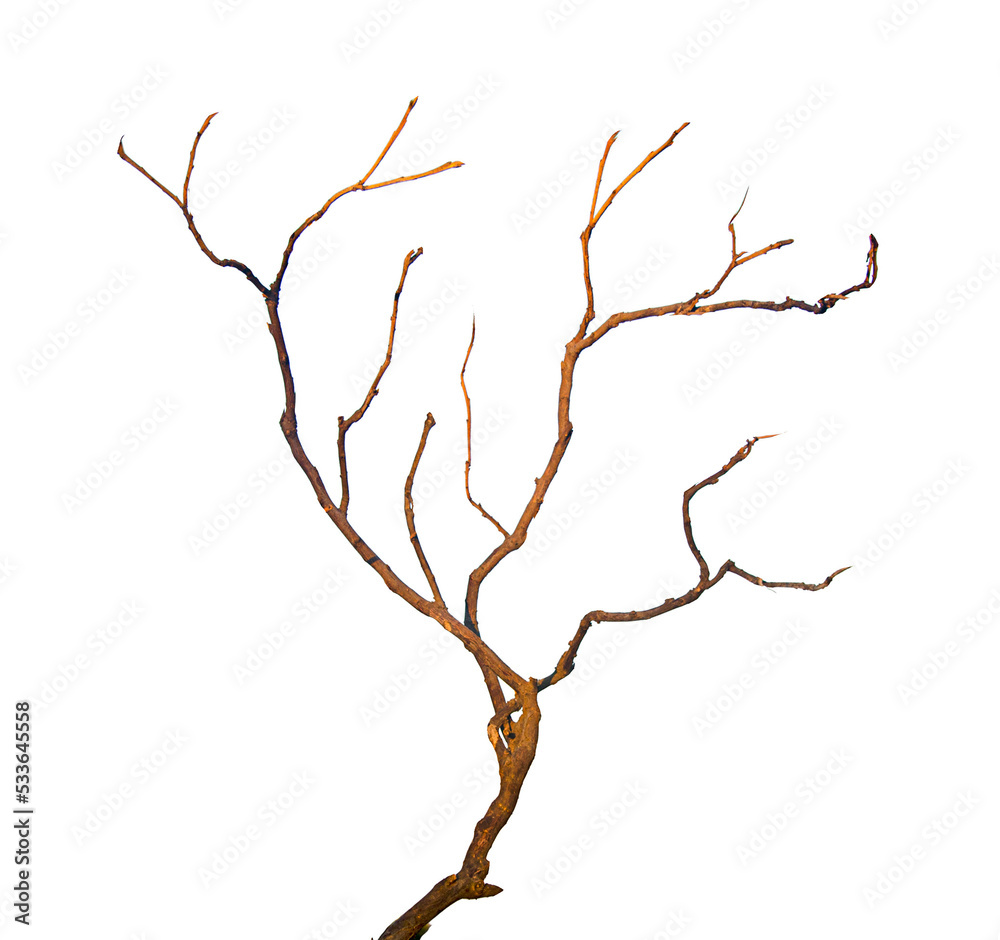 Dry branch  isolated on white background