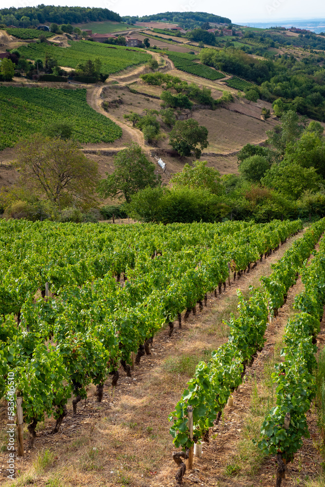 Vineyards in the Beaujolais wine region of France 