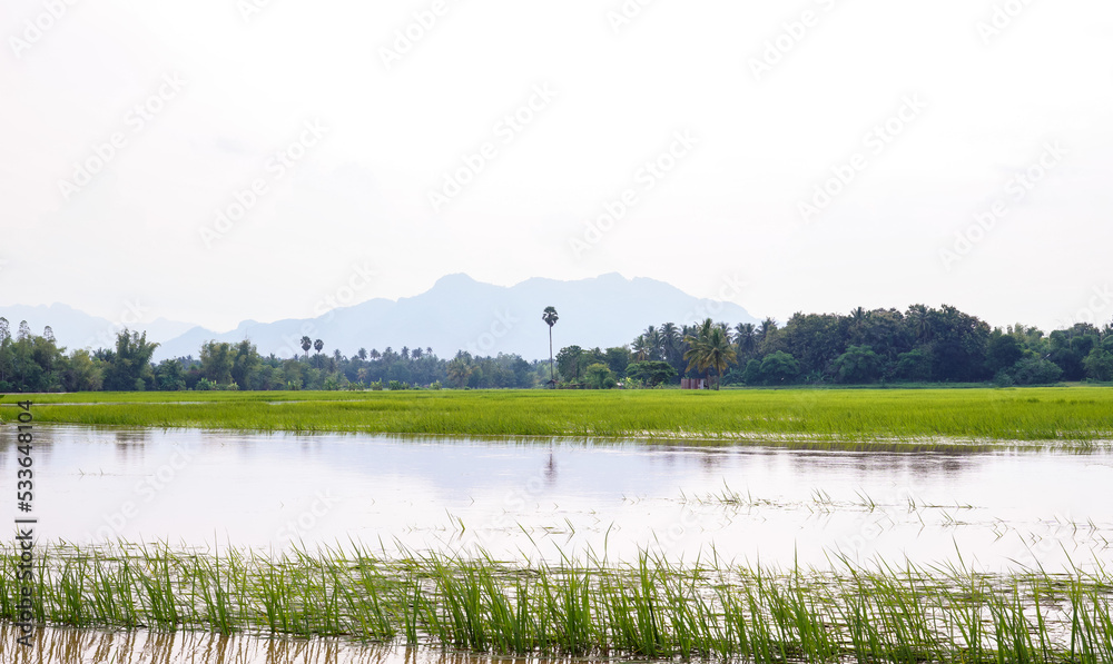 Fototapeta premium Rural paddy fields flooded after days of heavy rain.