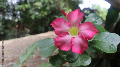 pink desert rose flower in garden 