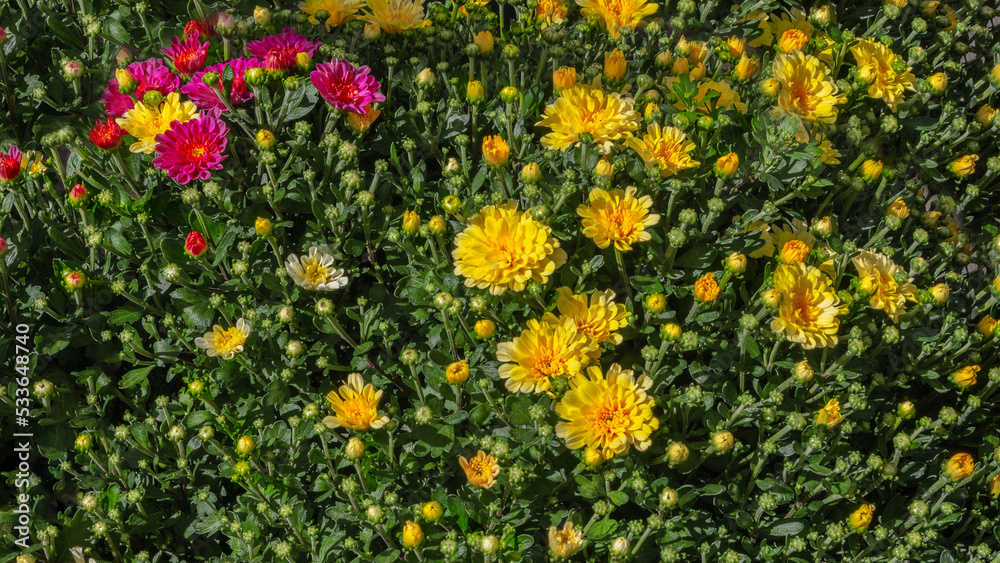 Chrysanthemum bush, a staple in fall gardens. Autumn flowers for gardens, parks