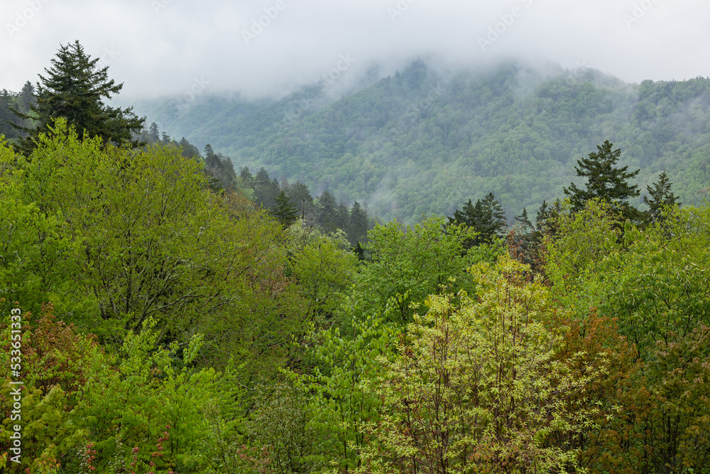 Foggy spring landscape from the Newfound Gap Overlook of forest, Great Smoky Mountains National Park, Tennessee, USA Foggy spring landscape from the Newfound Gap Overlook of forest, Great Smoky Mountains National Park, Tennessee, USA