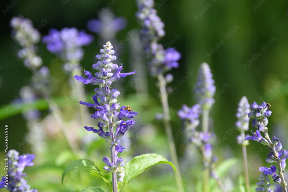 ブルーサルビア