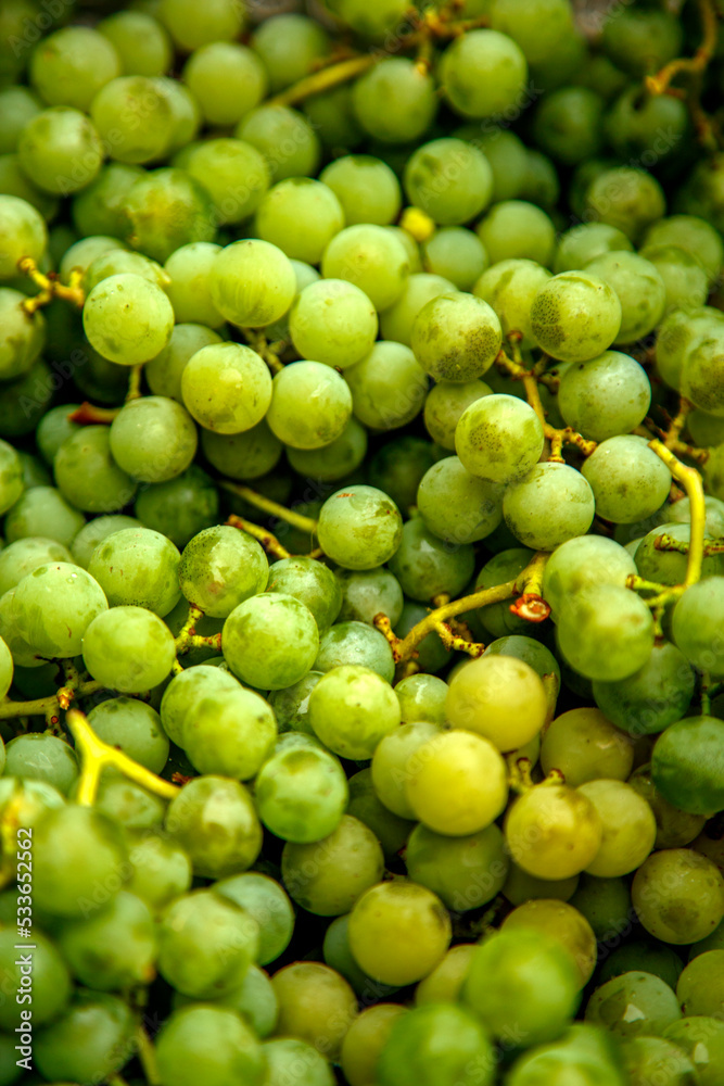 Grapes after harvest. Blue and white wine grapes. Clusters of white and blue grapes on the table. The concept of winemaking, vineyards, agriculture. Grapes after harvest. Blue and white wine grapes. Clusters of white and blue grapes on the table. The concept of winemaking, vineyards, agriculture.
