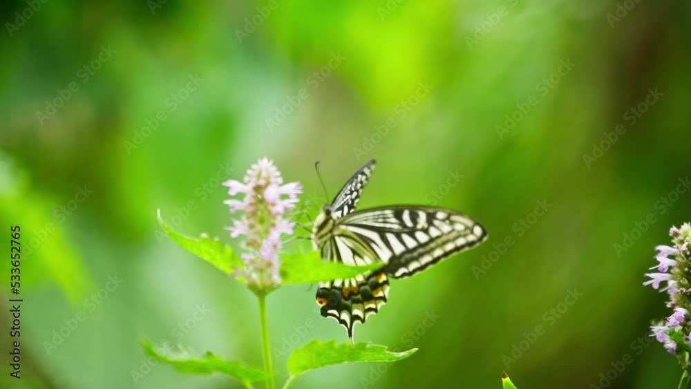 butterfly on a flower slow motion butterfly on a flower slow motion