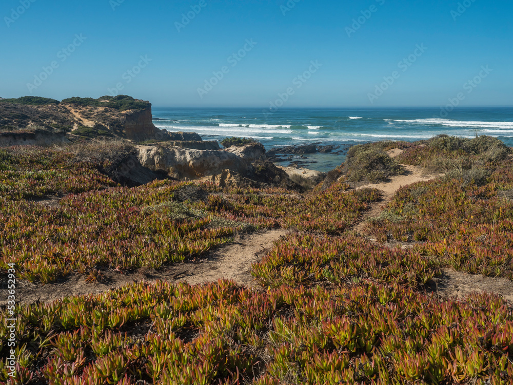 View of wild Rota Vicentina coast with ocean waves, sharp rock and green and red leaves of sour fig flower, Carpobrotus edulis near Vila Nova de Milfontes, Portugal. Sunny day, blue sky.