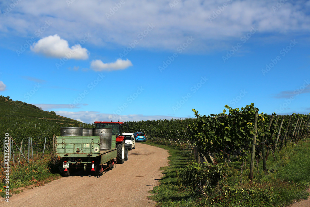 Fototapeta premium Grape harvest in the vineyard on a sunny day (Kaiserstuhl, Germany)