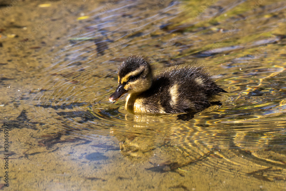 Wild duck or mallard, Anas platyrhynchos family with young goslings at a lake in Munich, Germany Wild duck or mallard, Anas platyrhynchos family with young goslings at a lake in Munich, Germany
