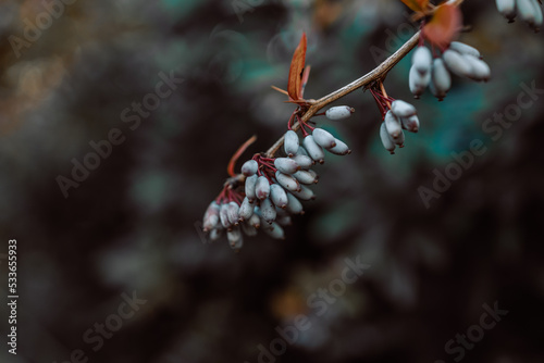 lila small berries of berberis Julianae bush