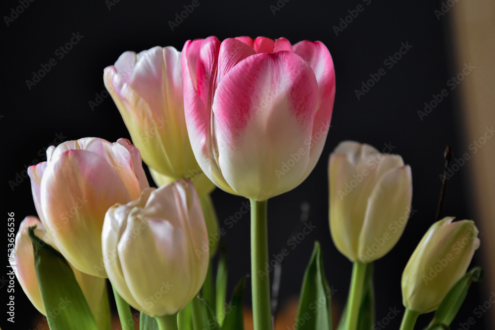 Obraz premium Tulipany, kolorowe wiosenne kwiaty. Tulips, spring flowers.