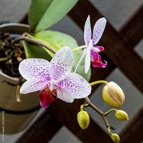 orchid on a black background