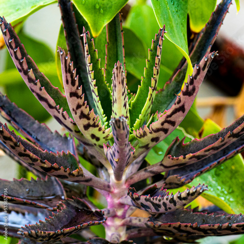close up of a leaf