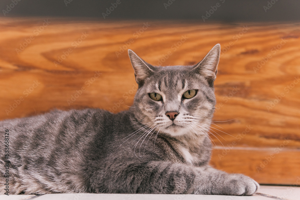 Grey cat with green eyes and fixed gaze resting on its body on a balustrade.