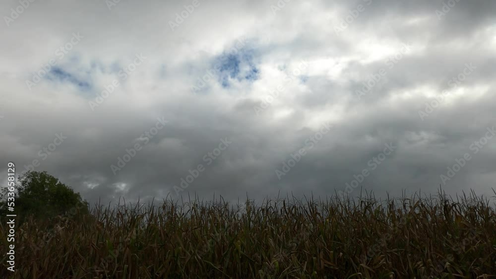 corn field under sky on a rainy day corn field under sky on a rainy day